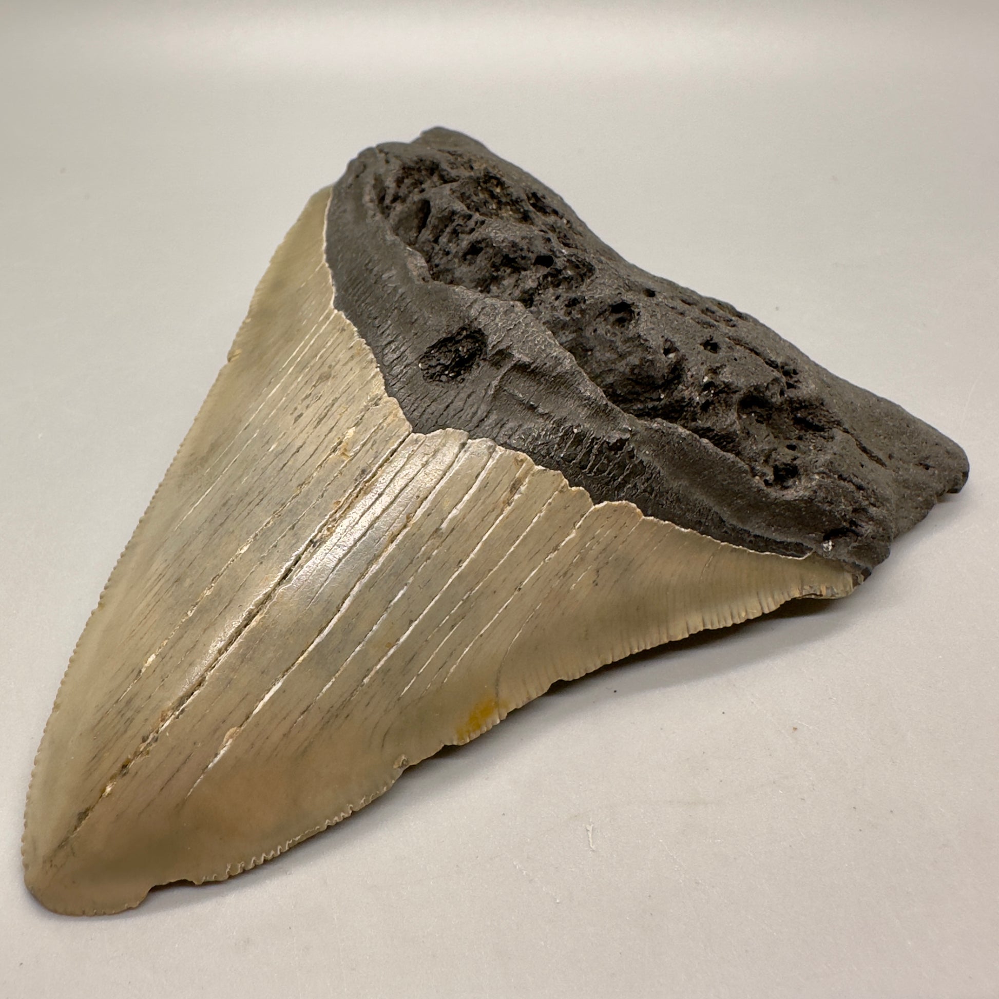 Colorful, sharply serrated 4.73" Fossil Megalodon Tooth from North Carolina MJ106 - Front right