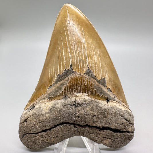 Colorful, sharply serrated 4.80" Fossil Megalodon Tooth from North Carolina MJ109 - Front