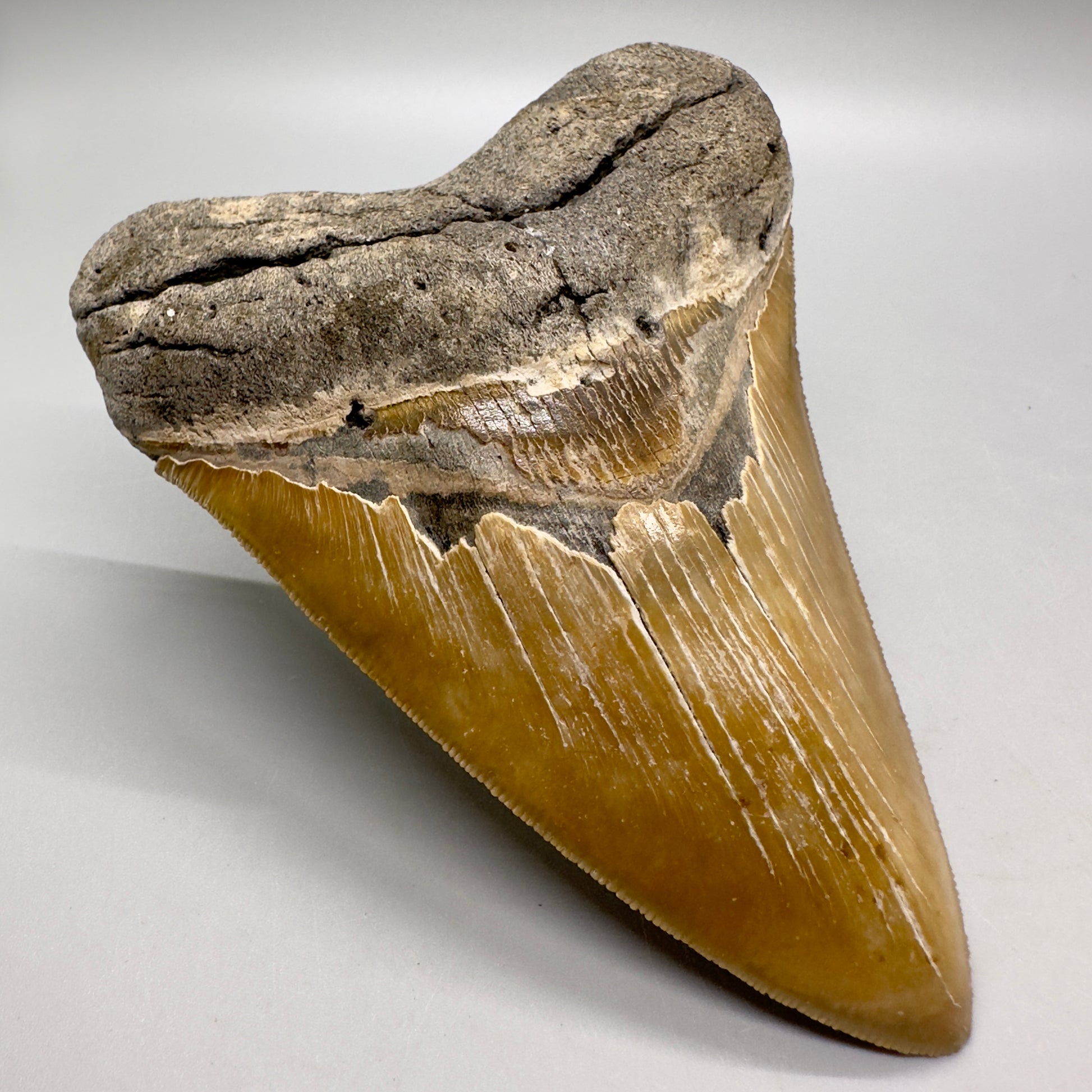 Colorful, sharply serrated 4.80" Fossil Megalodon Tooth from North Carolina MJ109 - Front left