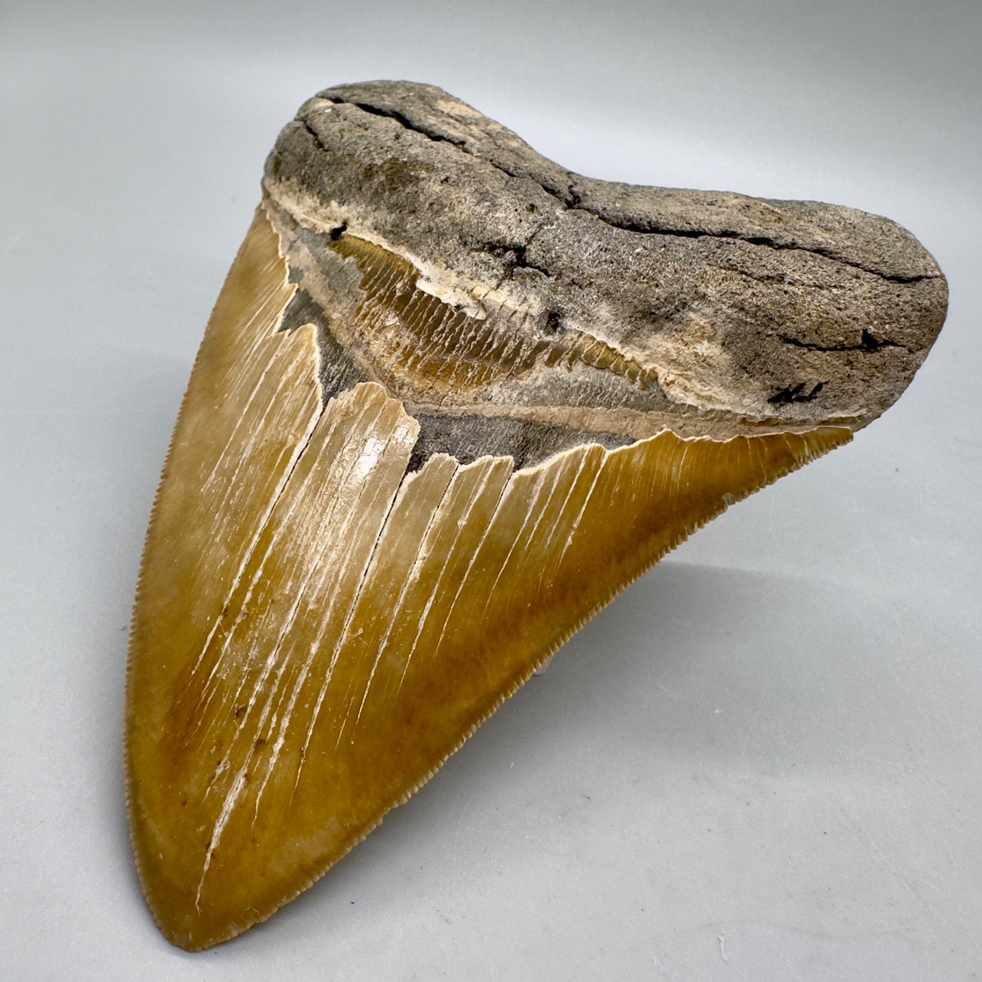 Colorful, sharply serrated 4.80" Fossil Megalodon Tooth from North Carolina MJ109 - Front right