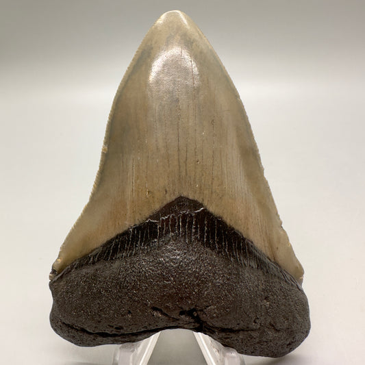 Colorful 3.94" Fossil Megalodon Tooth from North Carolina MJ104 - Front