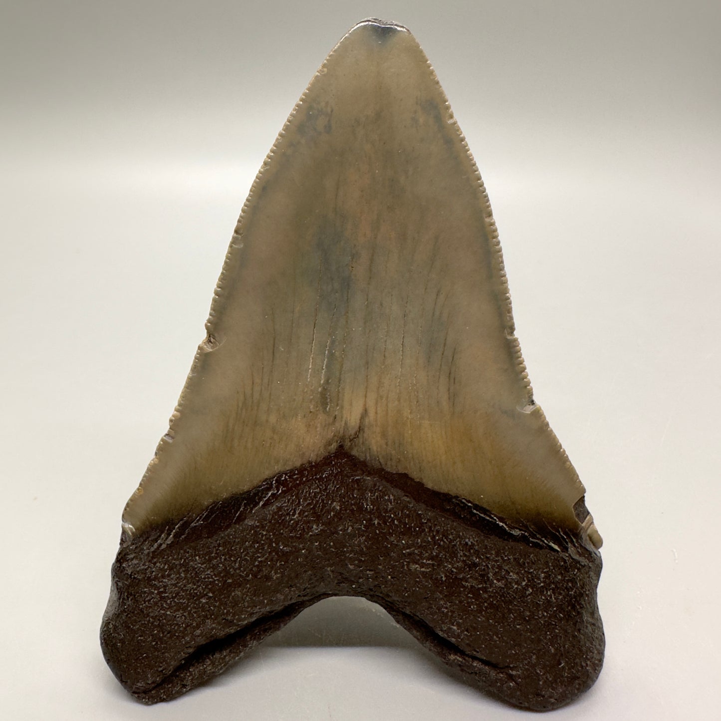 Colorful 3.94" Fossil Megalodon Tooth from North Carolina MJ104 - Back
