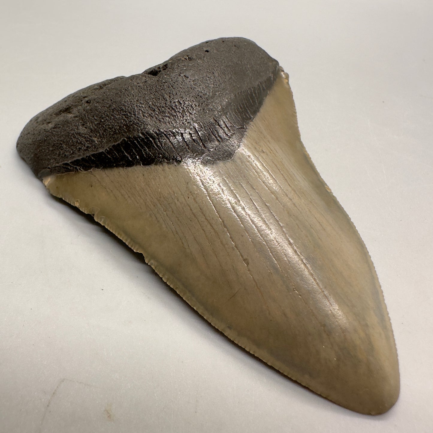 Colorful 3.94" Fossil Megalodon Tooth from North Carolina MJ104 - Front left