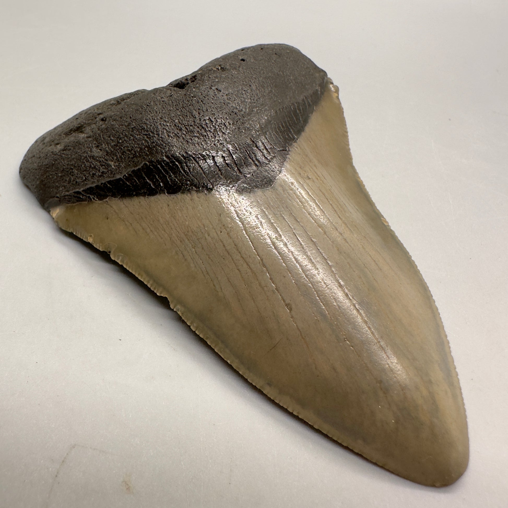 Colorful 3.94" Fossil Megalodon Tooth from North Carolina MJ104 - Front left