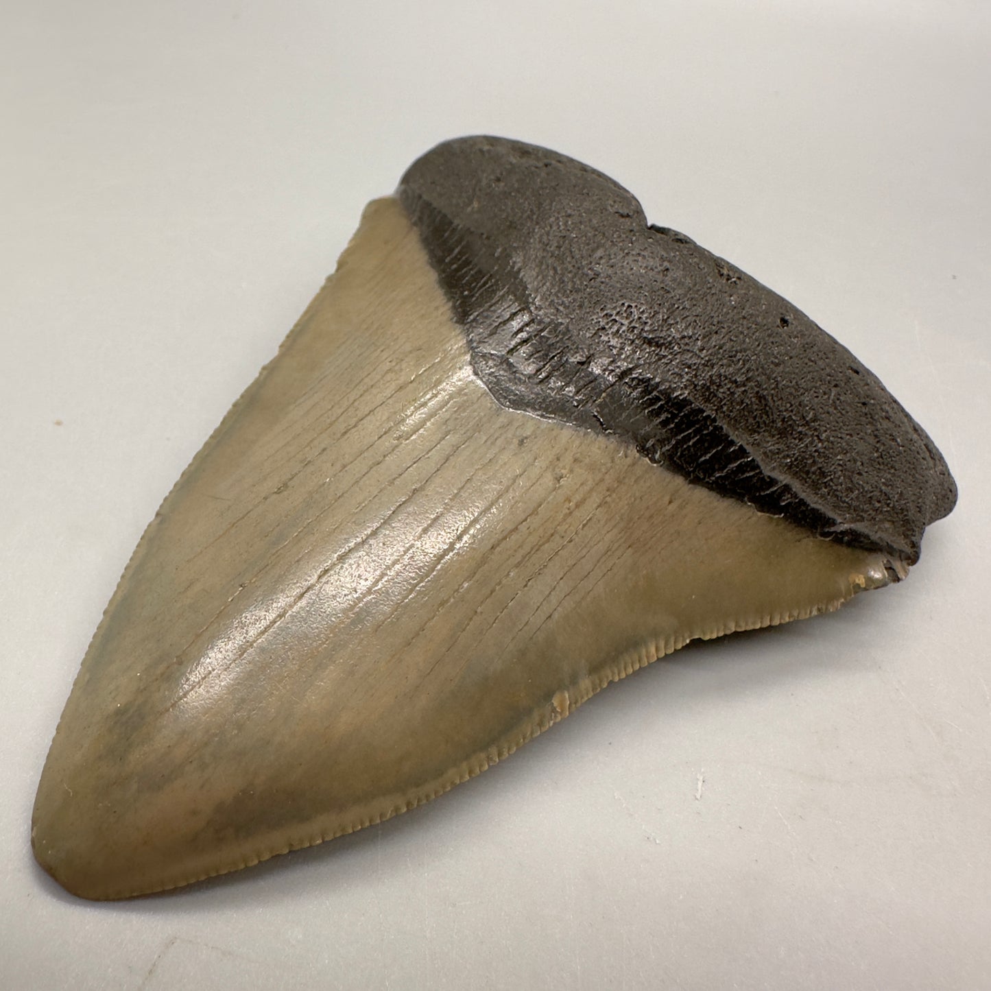 Colorful 3.94" Fossil Megalodon Tooth from North Carolina MJ104 - Front right