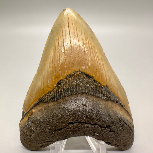Colorful 3.99" Fossil Megalodon Tooth from North Carolina