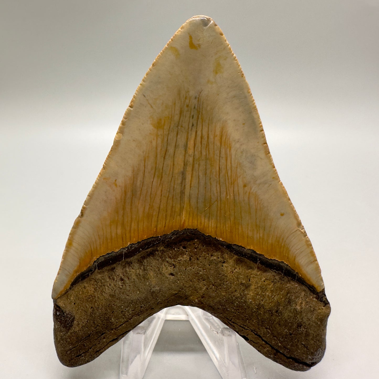 Colorful 3.99" Fossil Megalodon Tooth from North Carolina