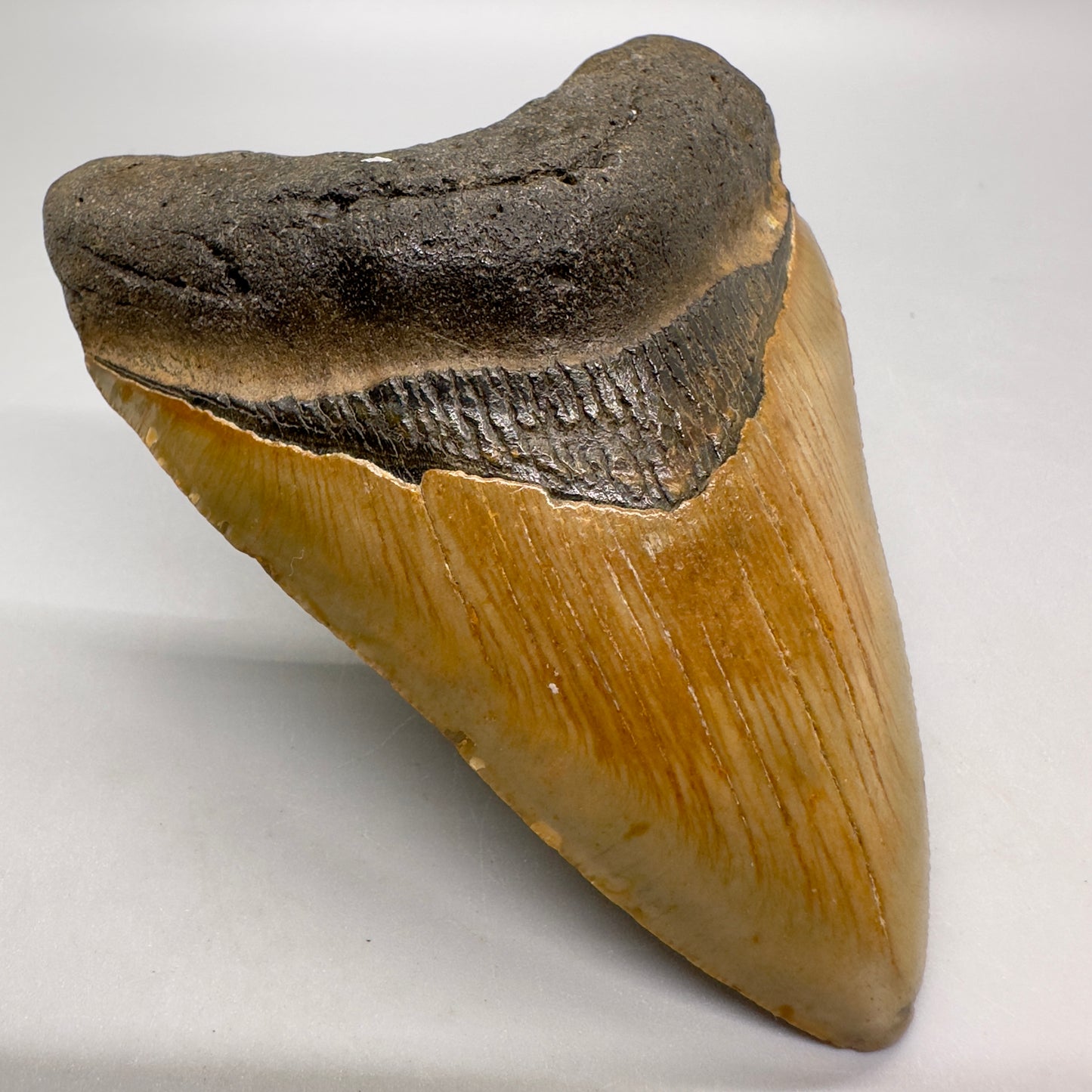 Colorful 3.99" Fossil Megalodon Tooth from North Carolina