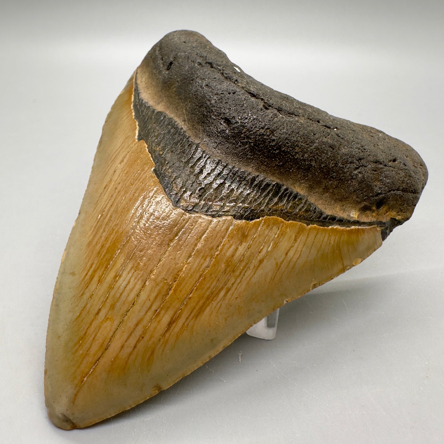 Colorful 3.99" Fossil Megalodon Tooth from North Carolina
