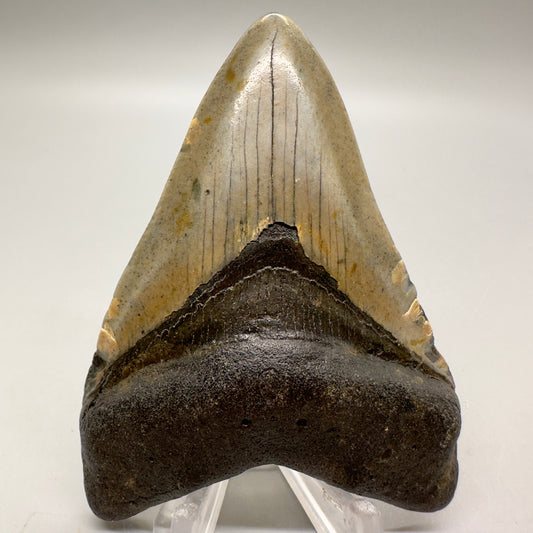 Colorful 3.41" Fossil Megalodon Tooth from North Carolina