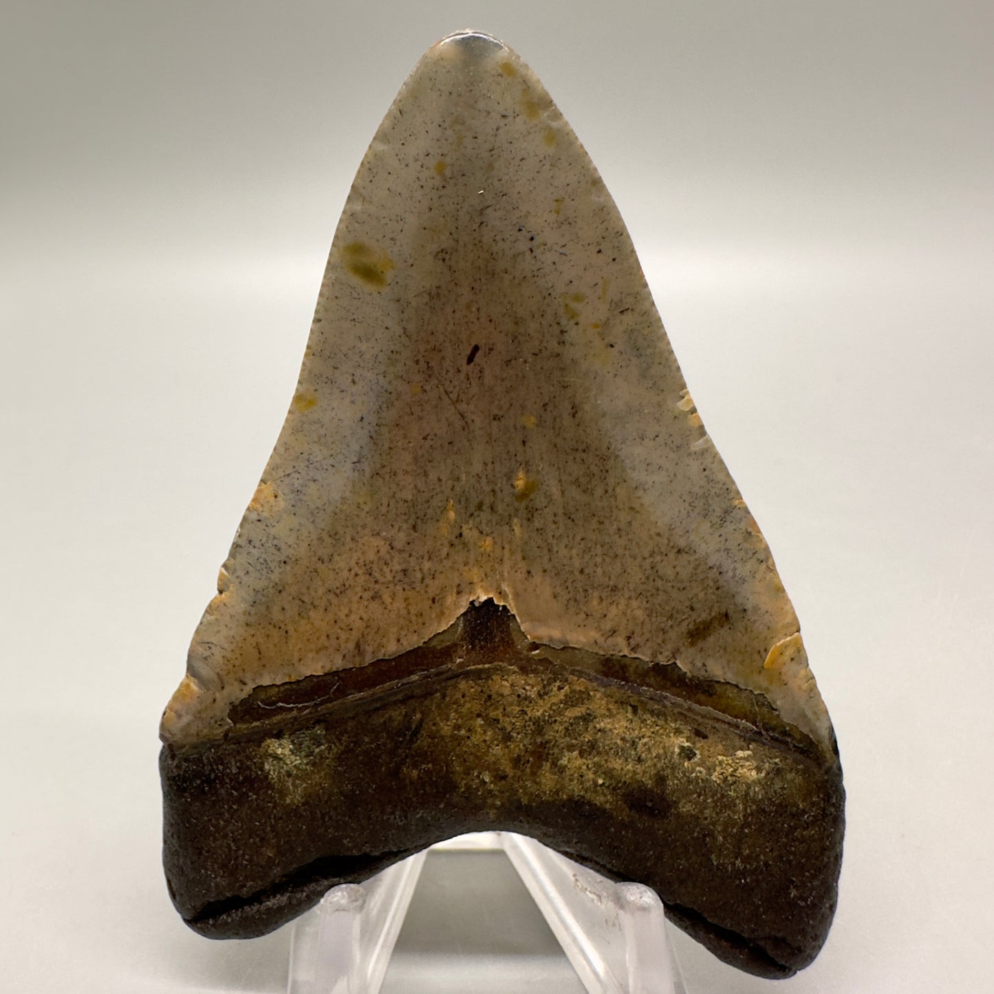 Colorful 3.41" Fossil Megalodon Tooth from North Carolina