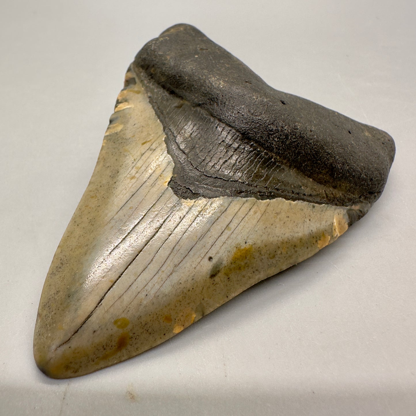 Colorful 3.41" Fossil Megalodon Tooth from North Carolina