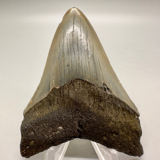 Colorful 3.07" Fossil Megalodon Tooth from North Carolina MJ102 - Front