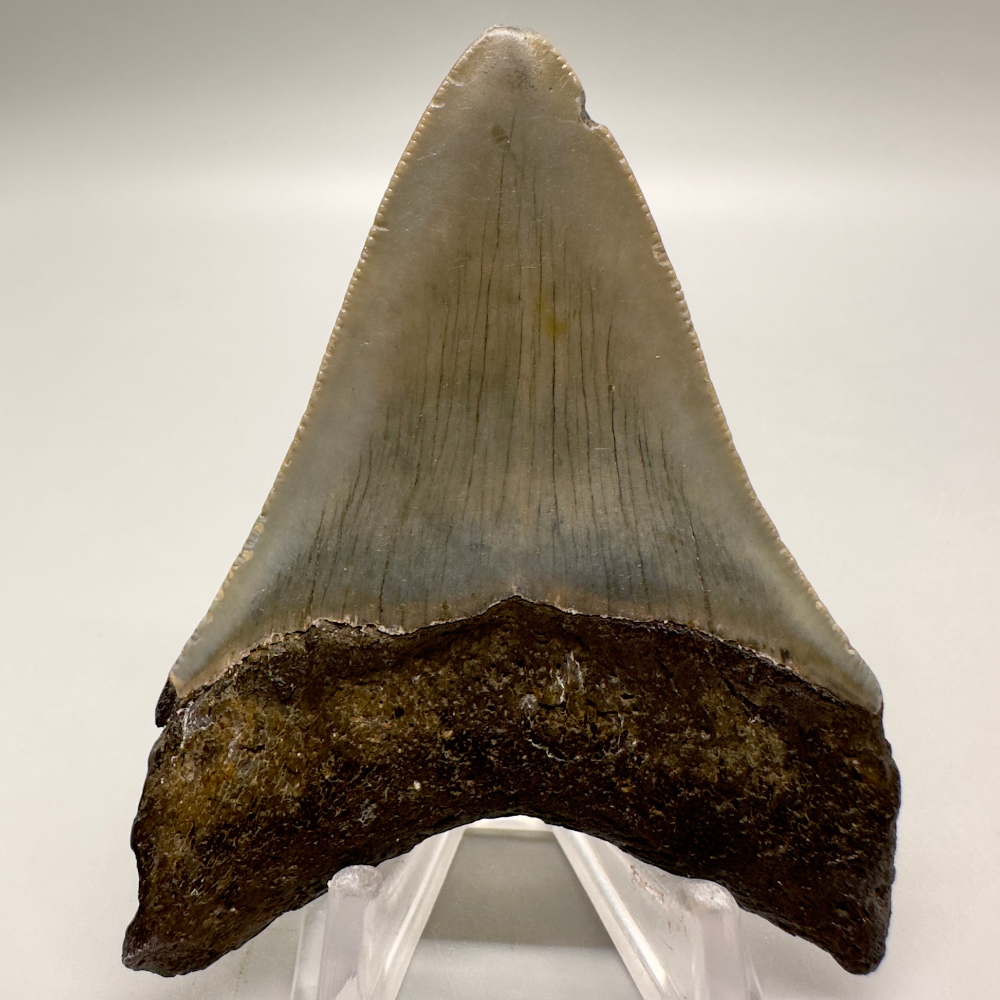 Colorful 3.07" Fossil Megalodon Tooth from North Carolina MJ102 - Back