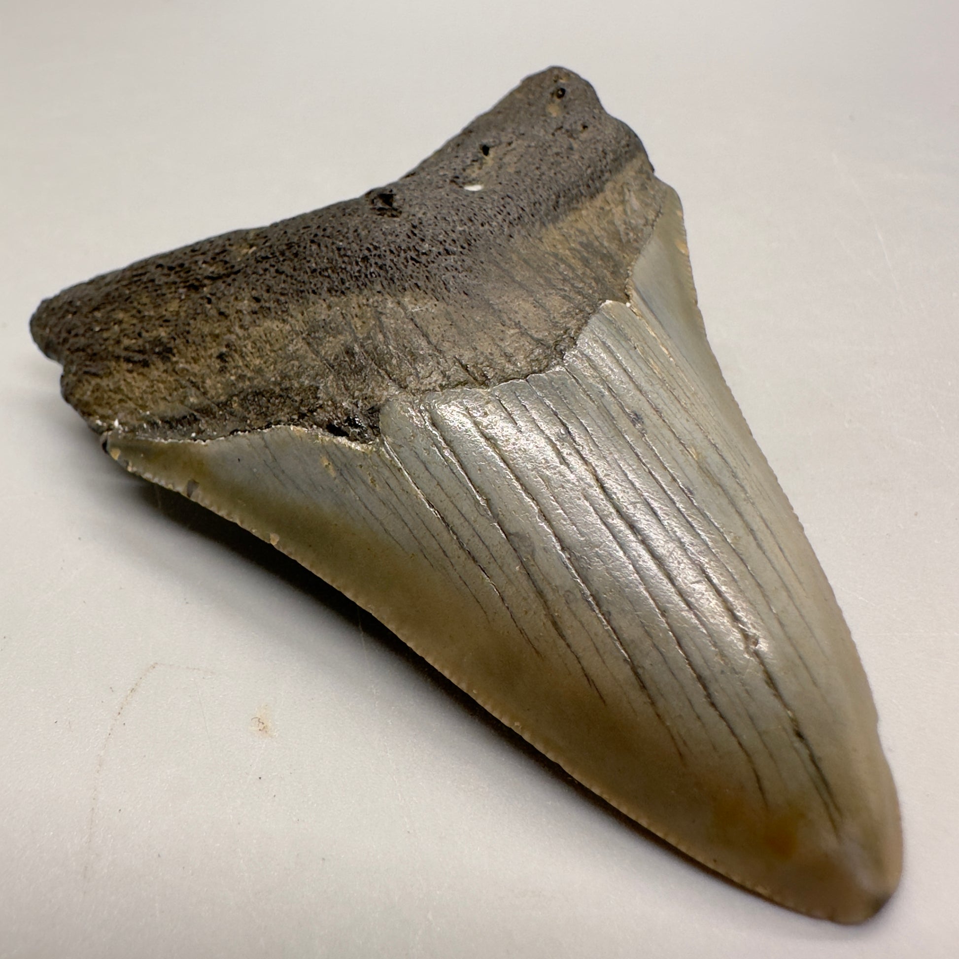 Colorful 3.07" Fossil Megalodon Tooth from North Carolina MJ102 - Front left