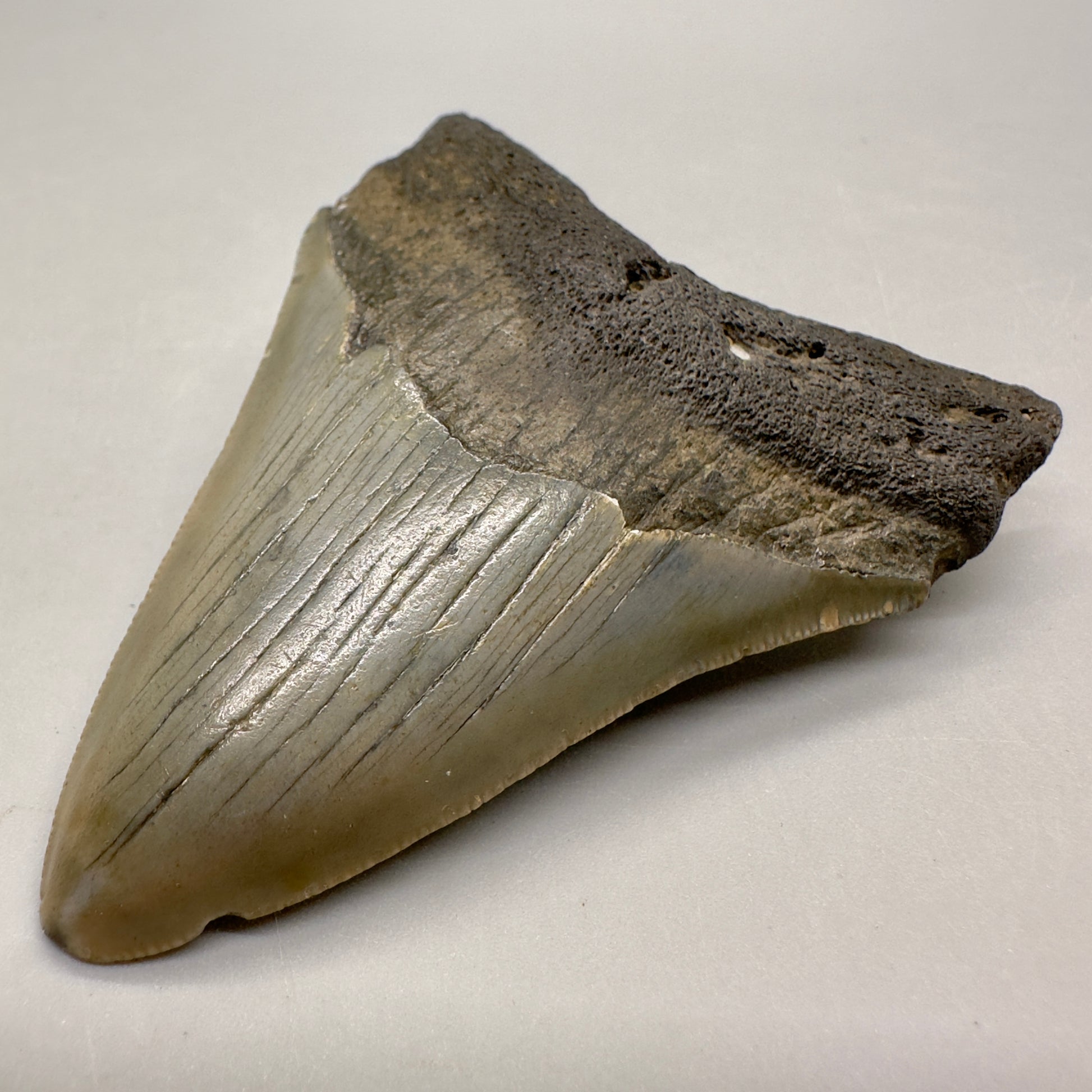 Colorful 3.07" Fossil Megalodon Tooth from North Carolina MJ102 - Front right