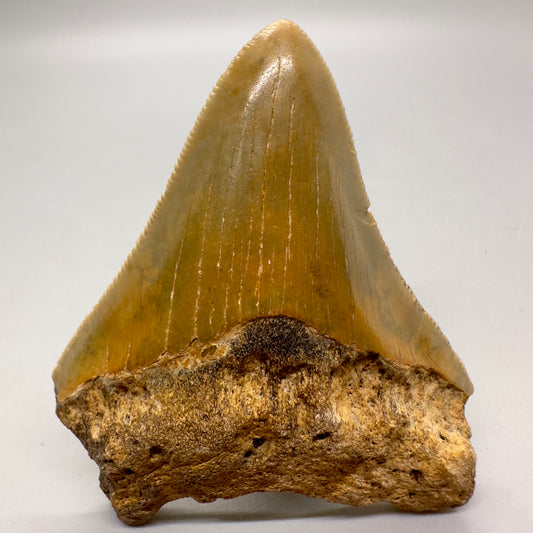 Sharply serrated, colorful 2.69" Authentic Fossil Megalodon Tooth from North Carolina MJ101 - Front