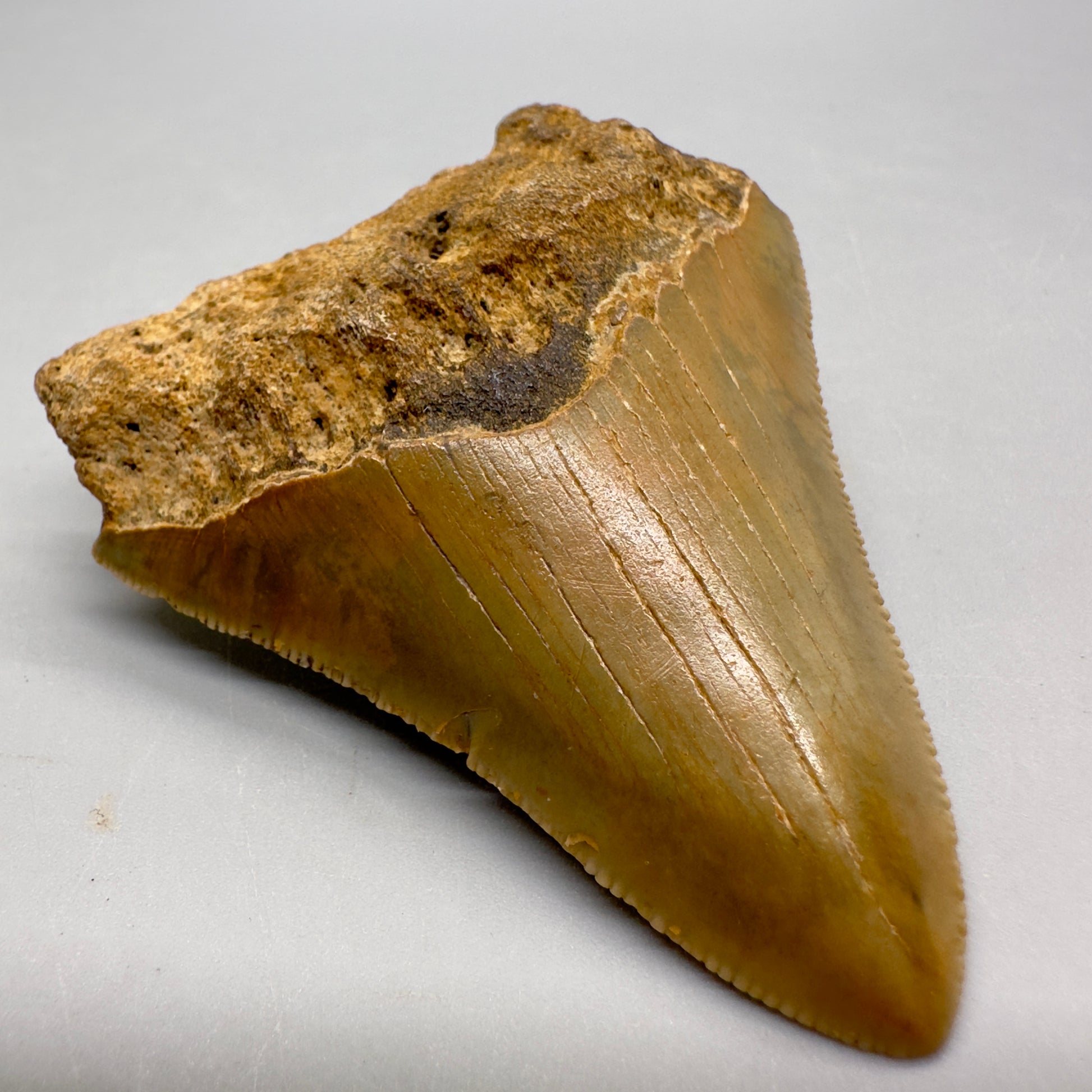 Sharply serrated, colorful 2.69" Authentic Fossil Megalodon Tooth from North Carolina MJ101 - Front Left