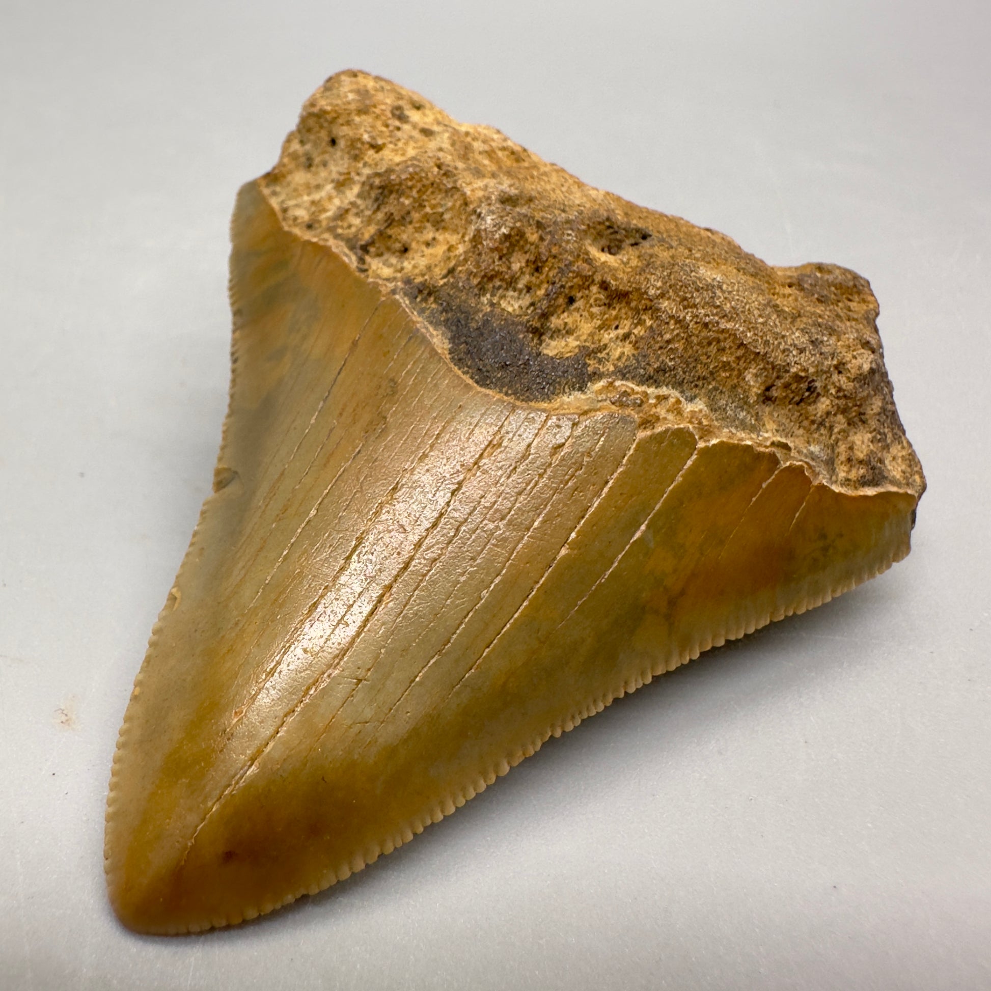 Sharply serrated, colorful 2.69" Authentic Fossil Megalodon Tooth from North Carolina MJ101 - Front Right