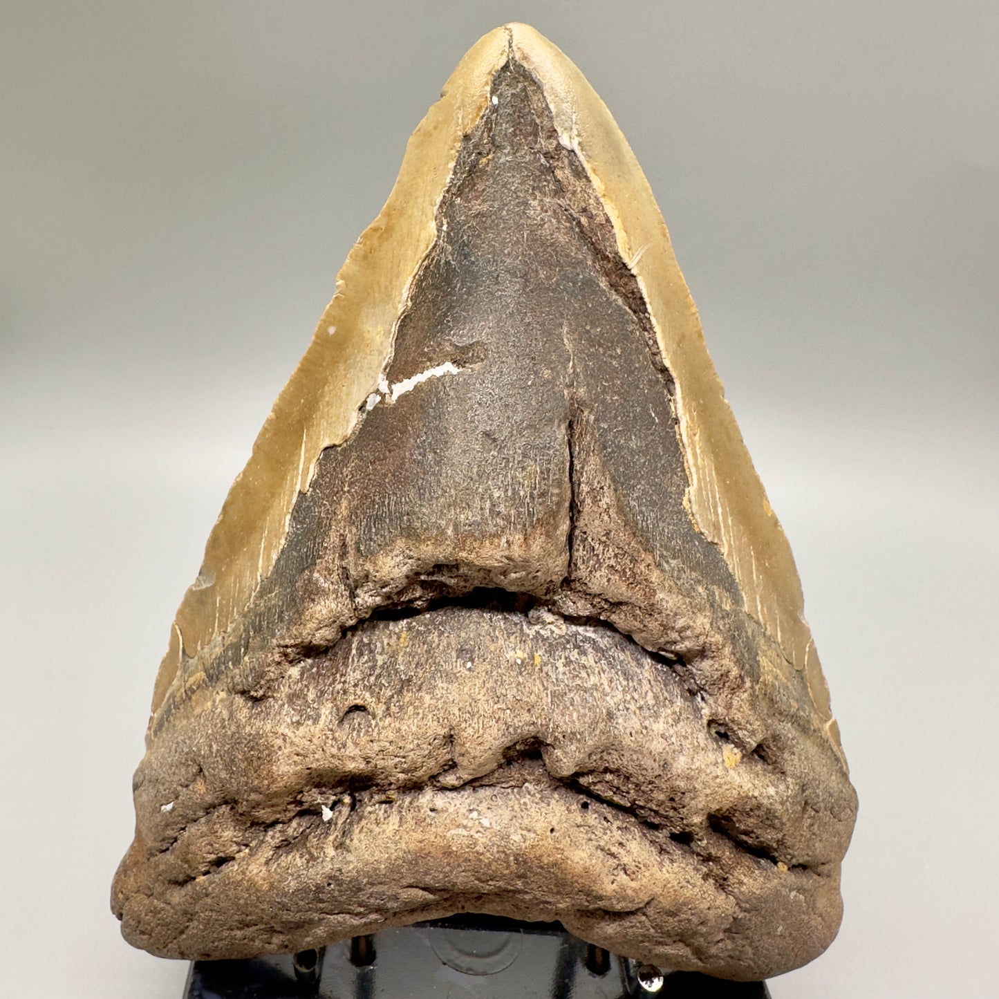 EXTRA LARGE, affordable 6.11" Megalodon Fossil - Wilmington North Carolina MJ129 - Front