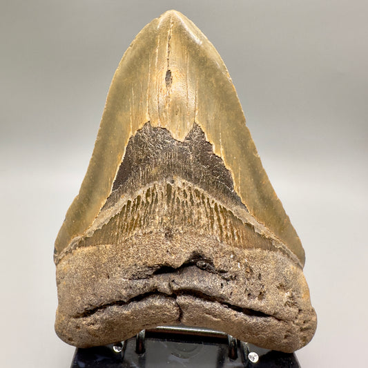 Gorgeous colors and prints, Large 5.66" Fossil Megalodon Tooth - North Carolina MJ126 - Front