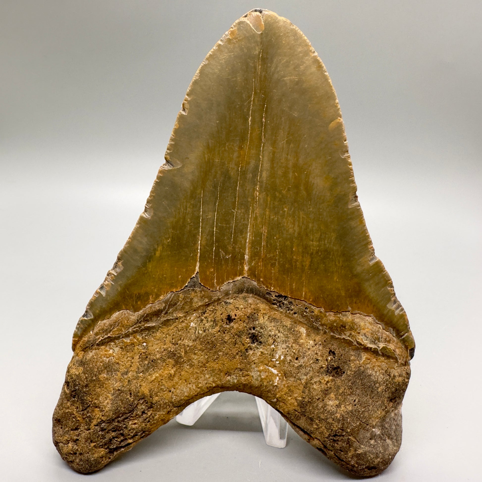 Gorgeous colors and prints, Large 5.66" Fossil Megalodon Tooth - North Carolina MJ126 - Back