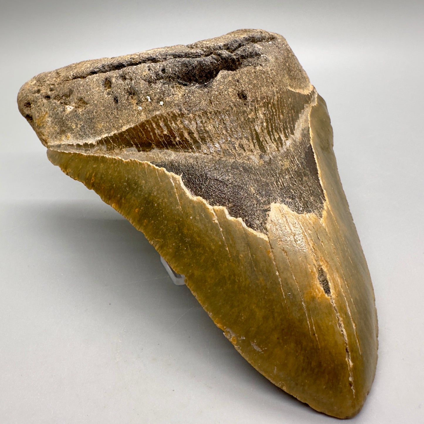 Gorgeous colors and prints, Large 5.66" Fossil Megalodon Tooth - North Carolina MJ126 - Front left