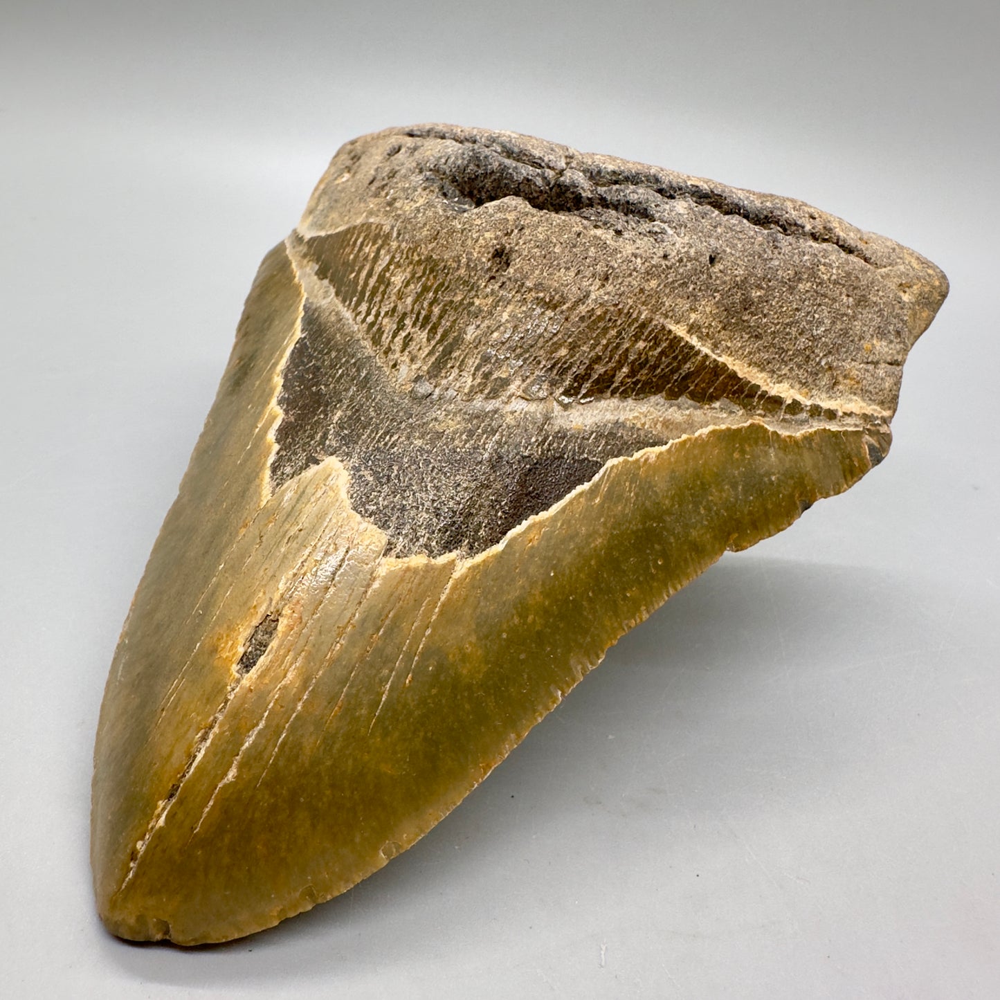 Gorgeous colors and prints, Large 5.66" Fossil Megalodon Tooth - North Carolina MJ126 - Front right