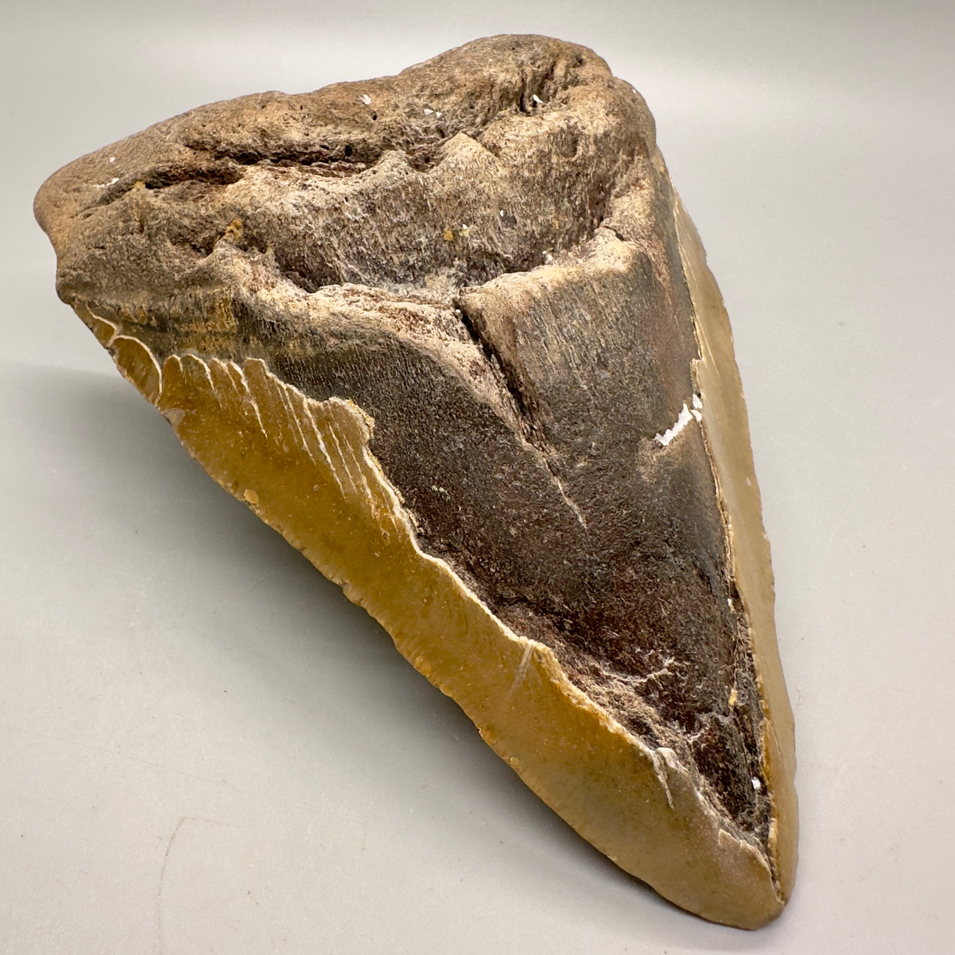 EXTRA LARGE, affordable 6.11" Megalodon Fossil - Wilmington North Carolina MJ129 - Front left