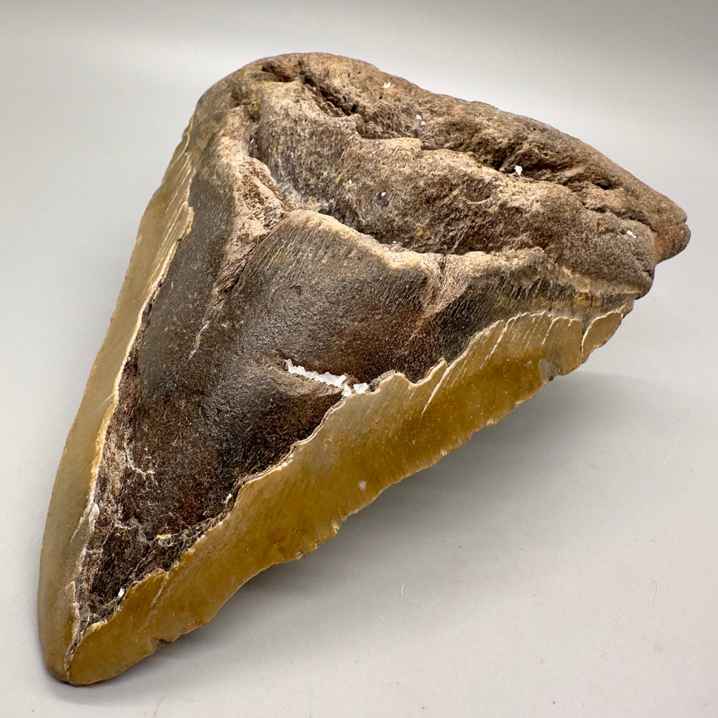 EXTRA LARGE, affordable 6.11" Megalodon Fossil - Wilmington North Carolina MJ129 - Front right