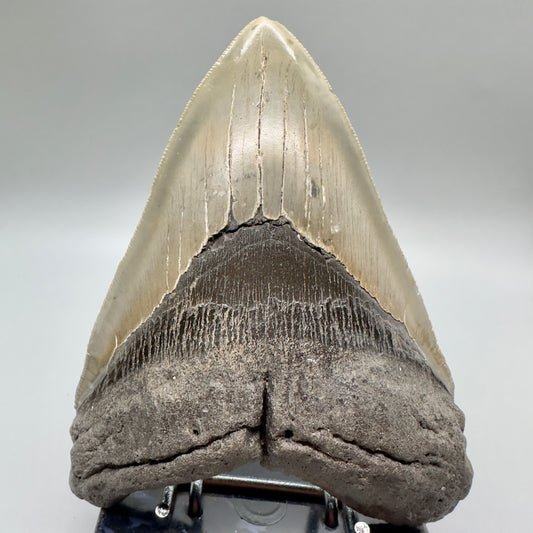 Sharply Serrated, gorgeous colors 5.61" Fossil Megalodon Tooth - North Carolina MJ125 - Front