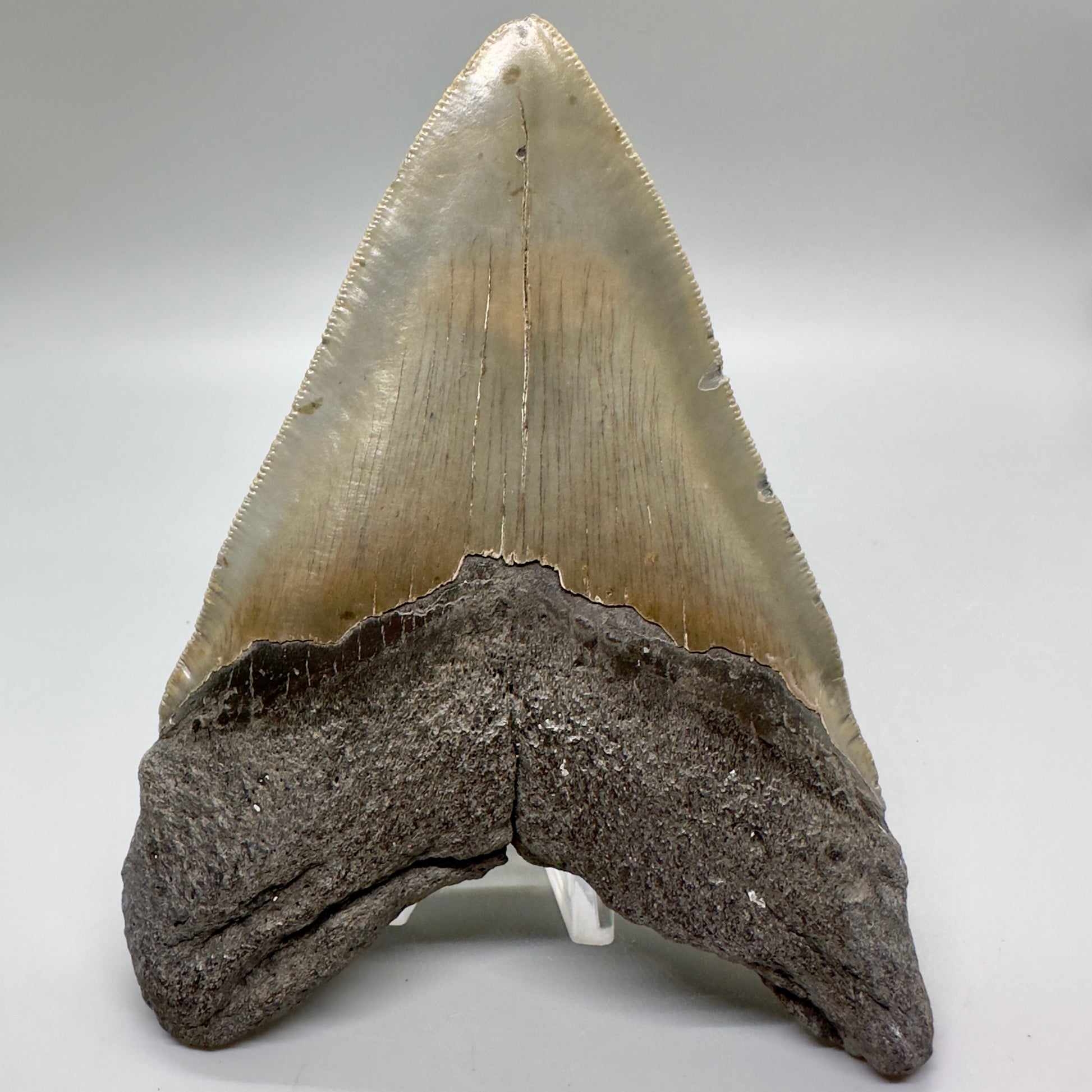 Sharply Serrated, gorgeous colors 5.61" Fossil Megalodon Tooth - North Carolina MJ125 - Back
