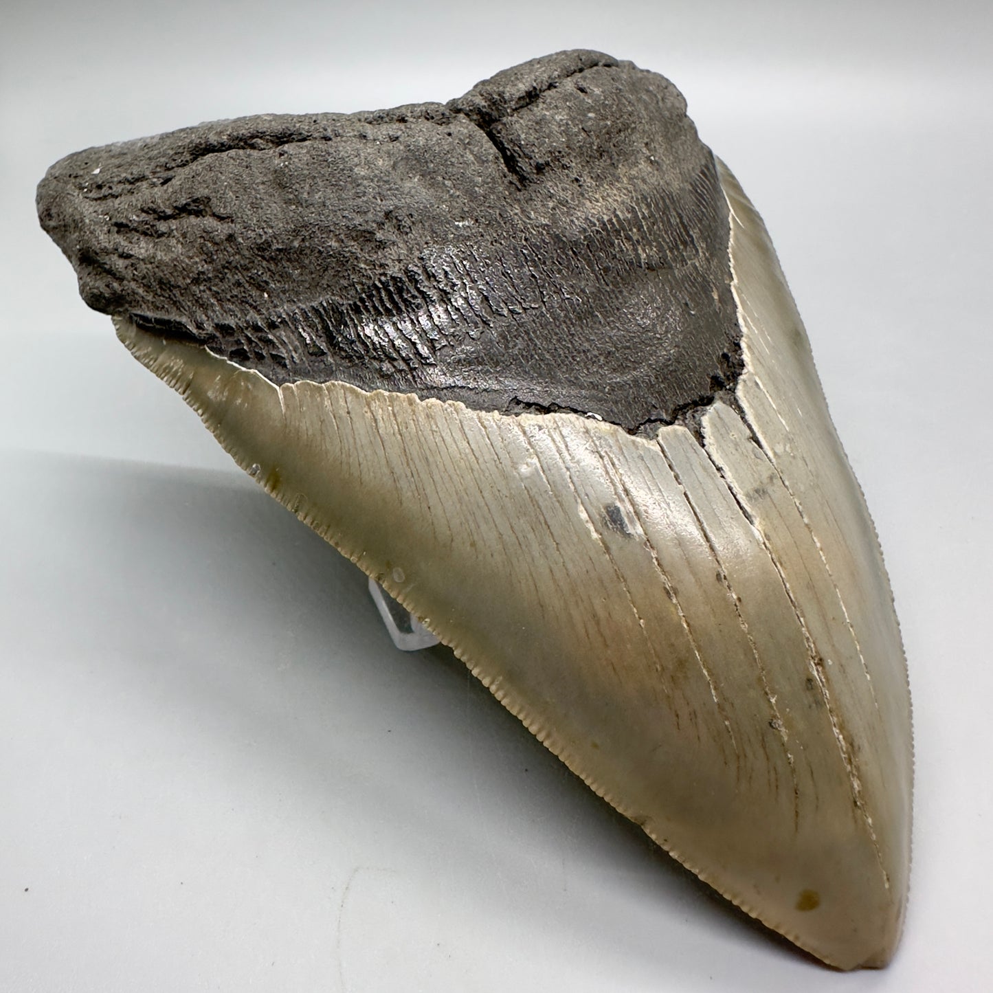 Sharply Serrated, gorgeous colors 5.61" Fossil Megalodon Tooth - North Carolina MJ125 - Front left