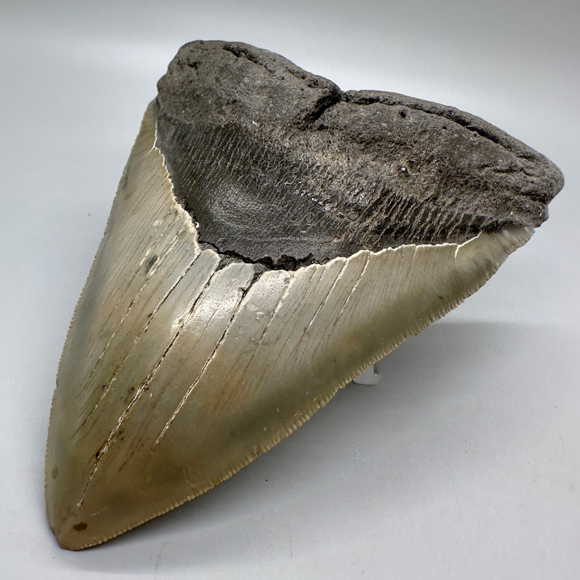 Sharply Serrated, gorgeous colors 5.61" Fossil Megalodon Tooth - North Carolina MJ125 - Front right