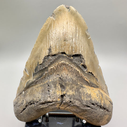 Massive 5.86" Colorful Fossil Megalodon Tooth - North Carolina MJ127 - Front
