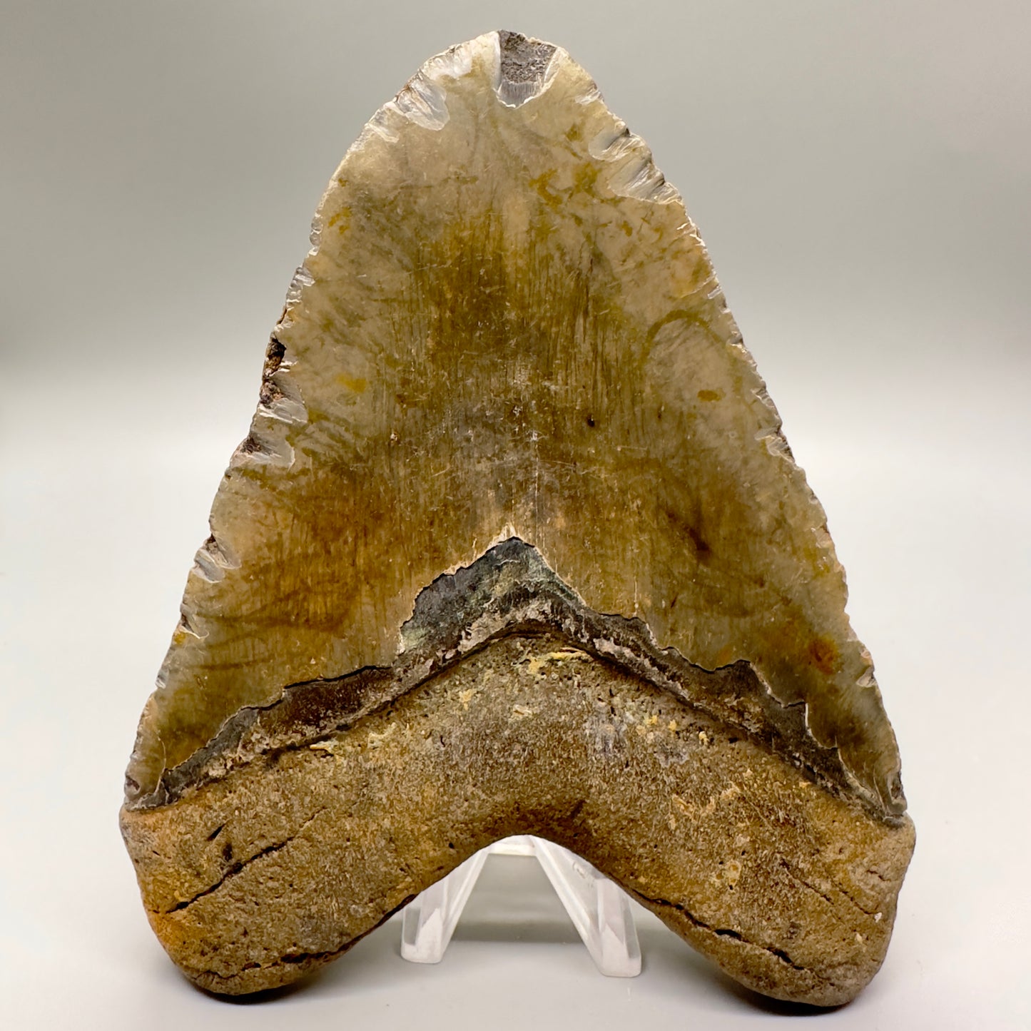 Massive 5.86" Colorful Fossil Megalodon Tooth - North Carolina MJ127 - Back