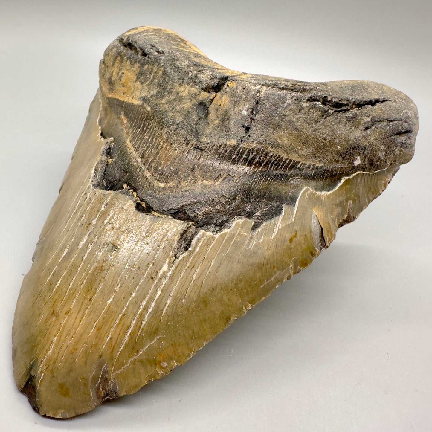 Massive 5.86" Colorful Fossil Megalodon Tooth - North Carolina MJ127 - Front right