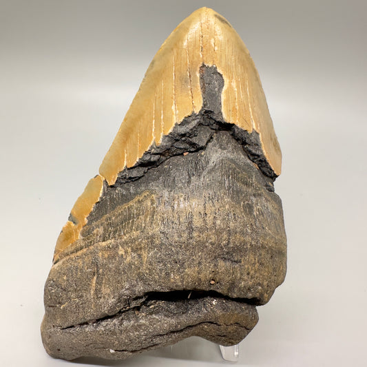 EXTRA LARGE, affordable 6.10" Megalodon Fossil - Wilmington North Carolina MJ128 - Front