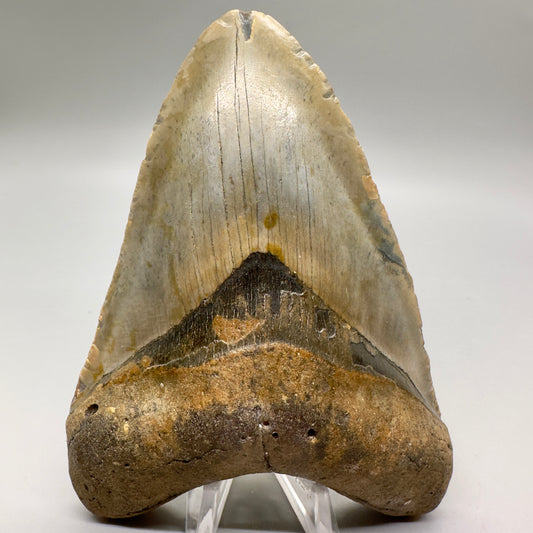 Gorgeous colors and prints 5.15" Fossil Megalodon Tooth - North Carolina MJ123 - Front