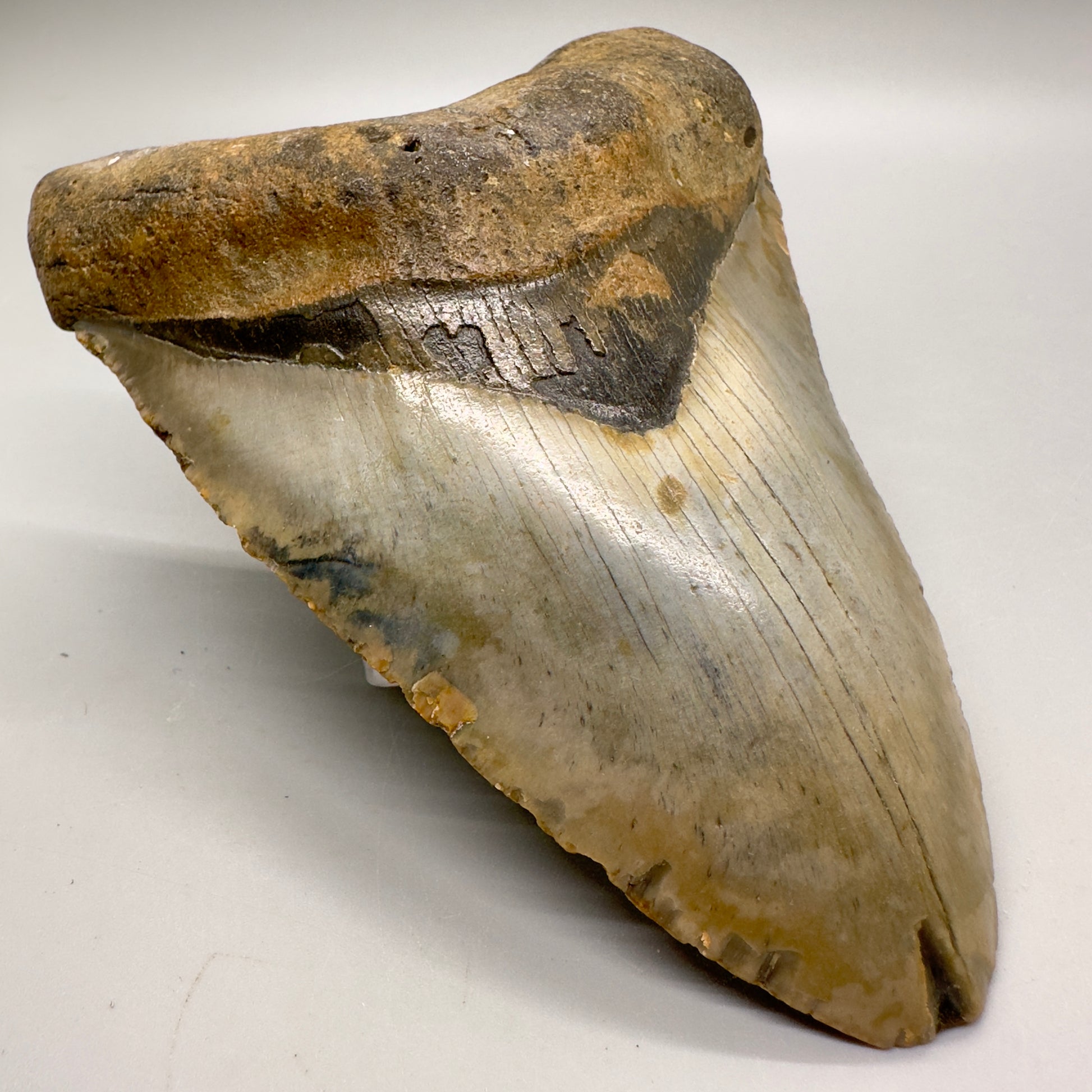 Gorgeous colors and prints 5.15" Fossil Megalodon Tooth - North Carolina MJ123 - Front left