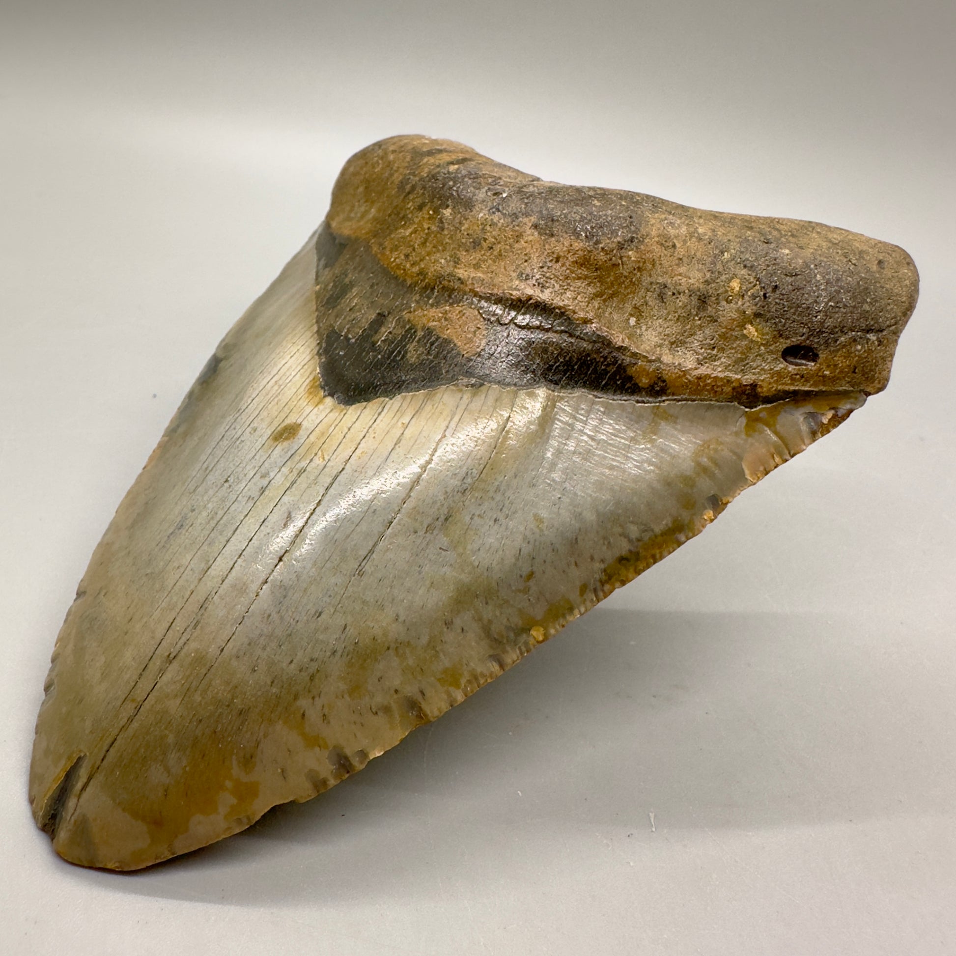 Gorgeous colors and prints 5.15" Fossil Megalodon Tooth - North Carolina MJ123 - Front right