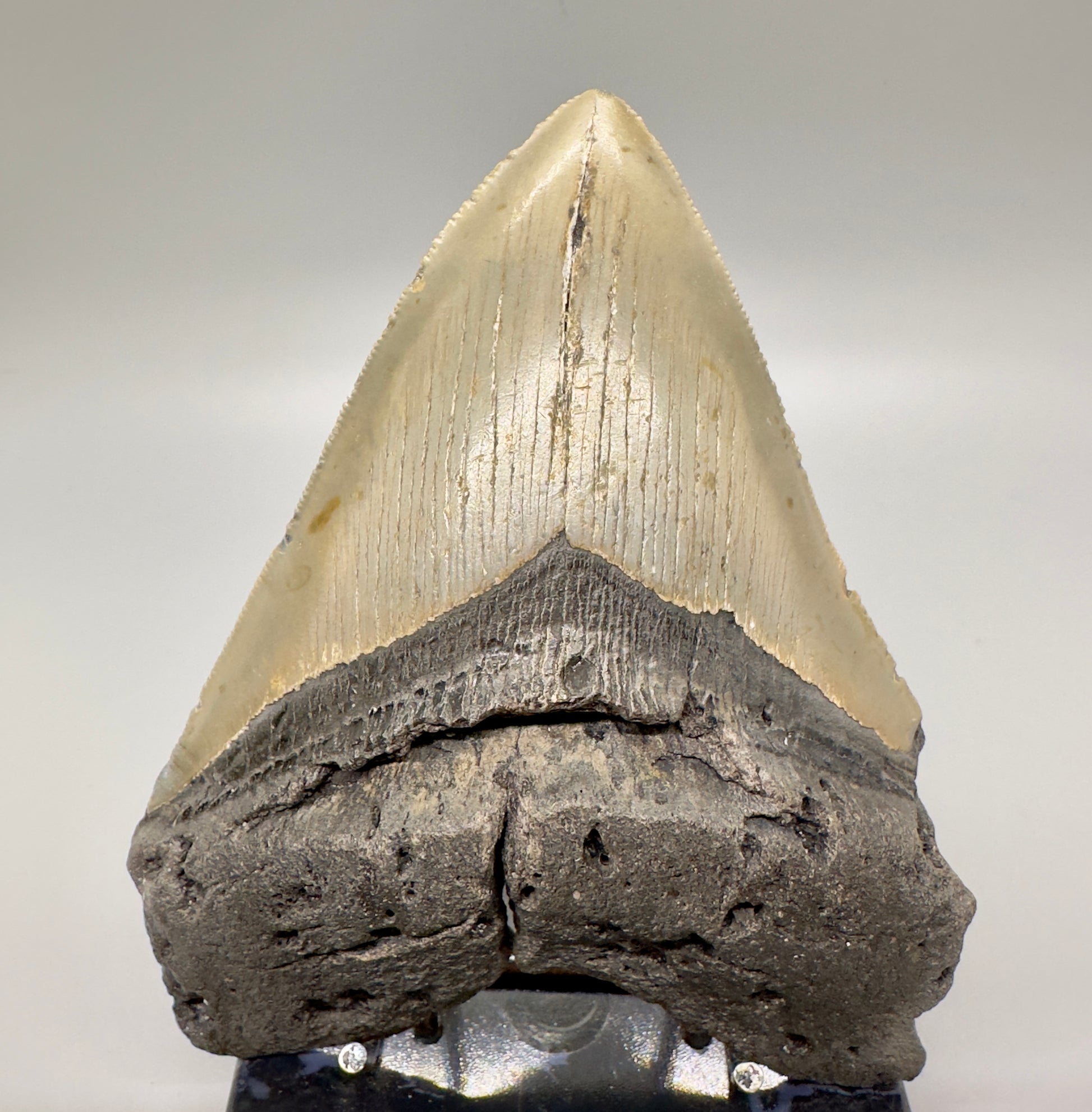 Heart-Shape 5.36" Fossil Megalodon Tooth - Wilmington, North Carolina MJ124 - Front
