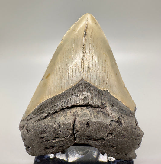 Heart-Shape 5.36" Fossil Megalodon Tooth - Wilmington, North Carolina MJ124 - Front
