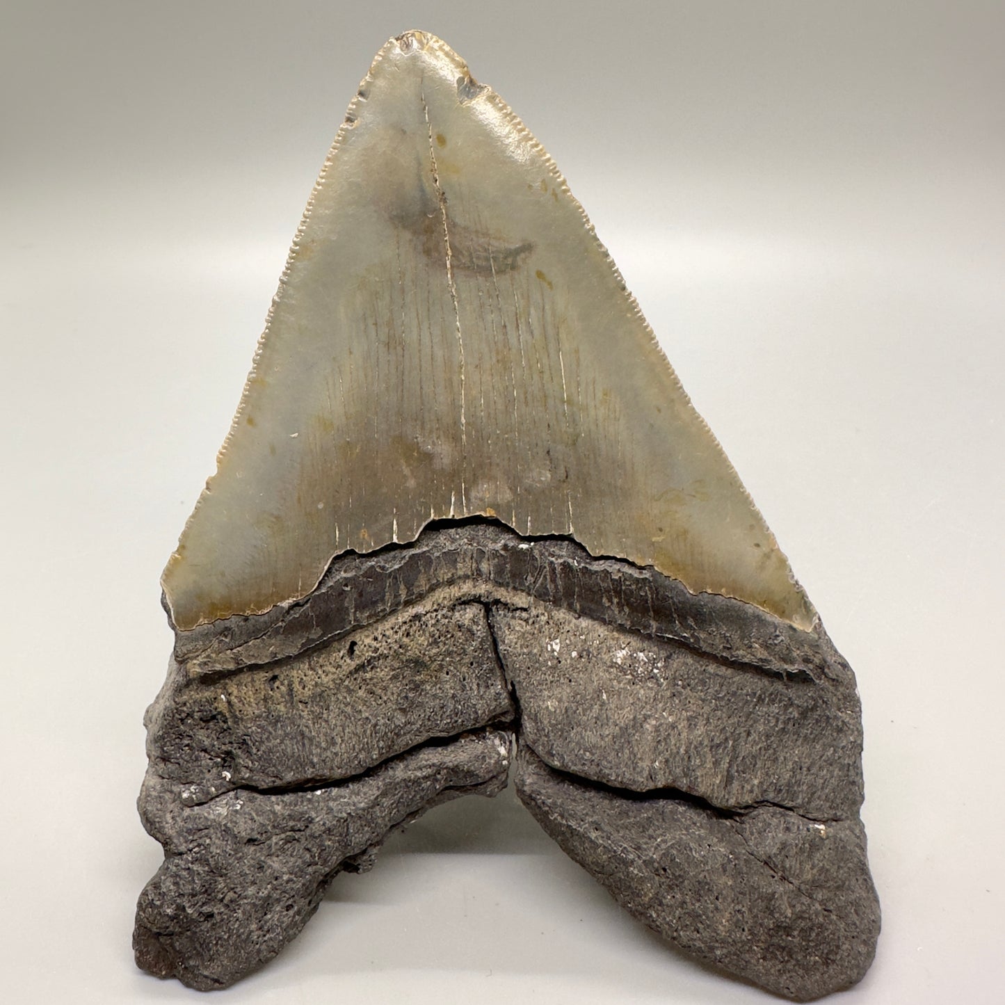Heart-Shape 5.36" Fossil Megalodon Tooth - Wilmington, North Carolina MJ124 - Back