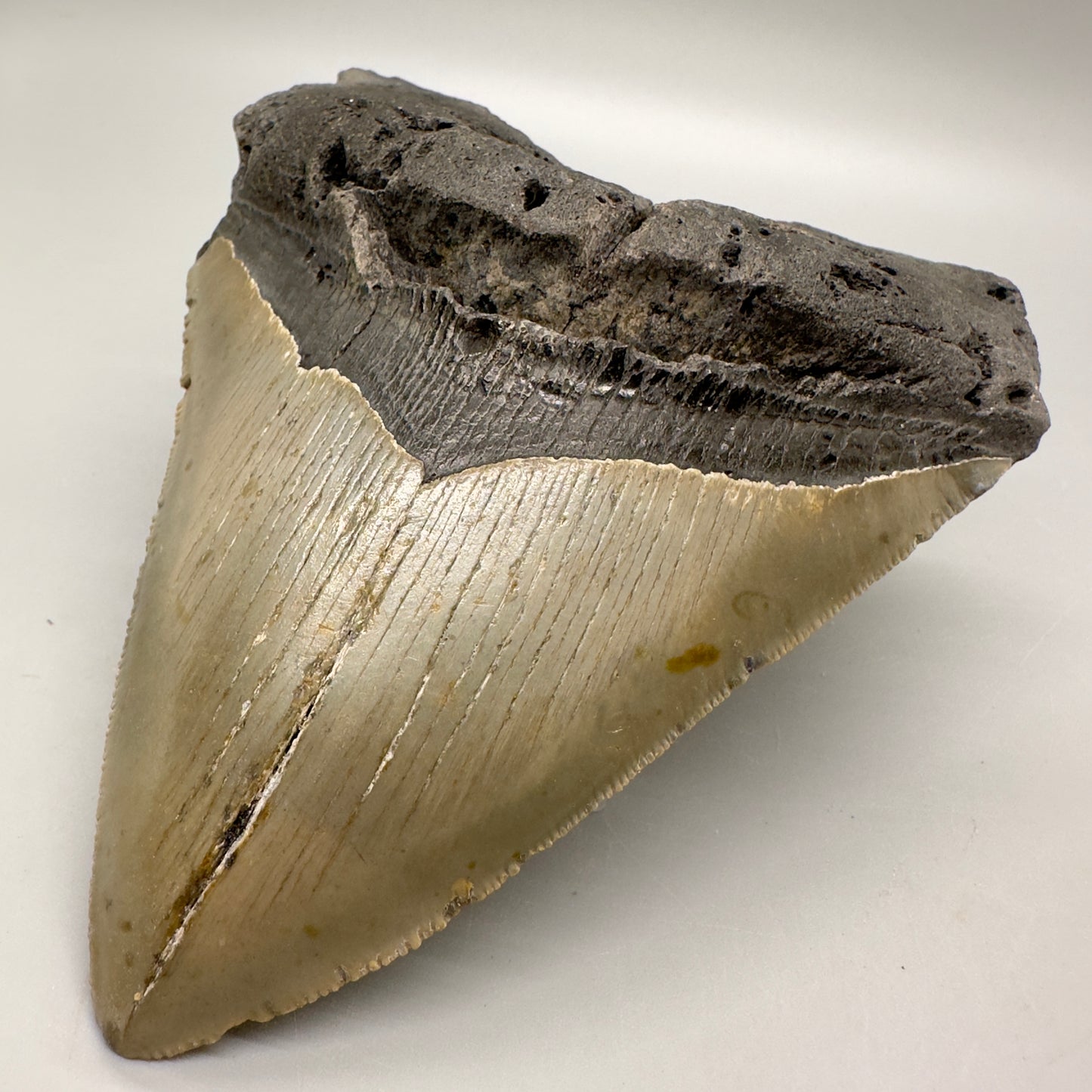 Heart-Shape 5.36" Fossil Megalodon Tooth - Wilmington, North Carolina MJ124 - Front right