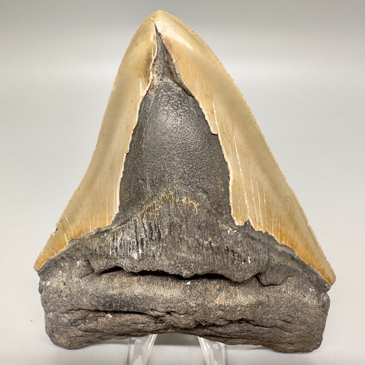 Sharply Serrated, gorgeous colors 5.03" Fossil Megalodon Tooth - North Carolina MJ122 - Front