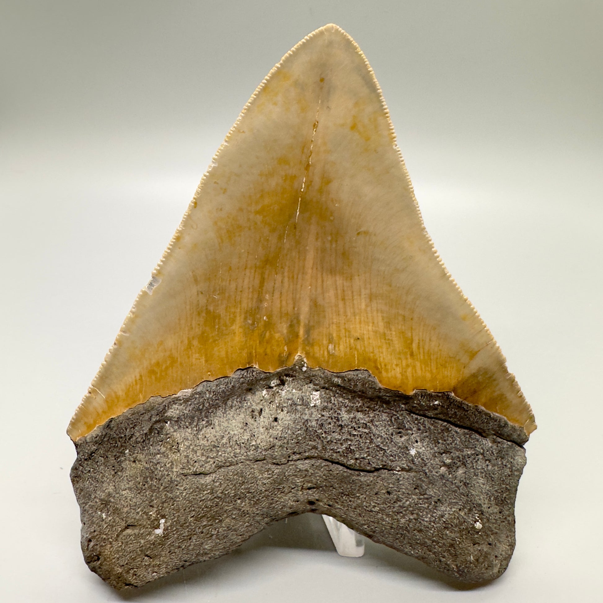 Sharply Serrated, gorgeous colors 5.03" Fossil Megalodon Tooth - North Carolina MJ122 - Back