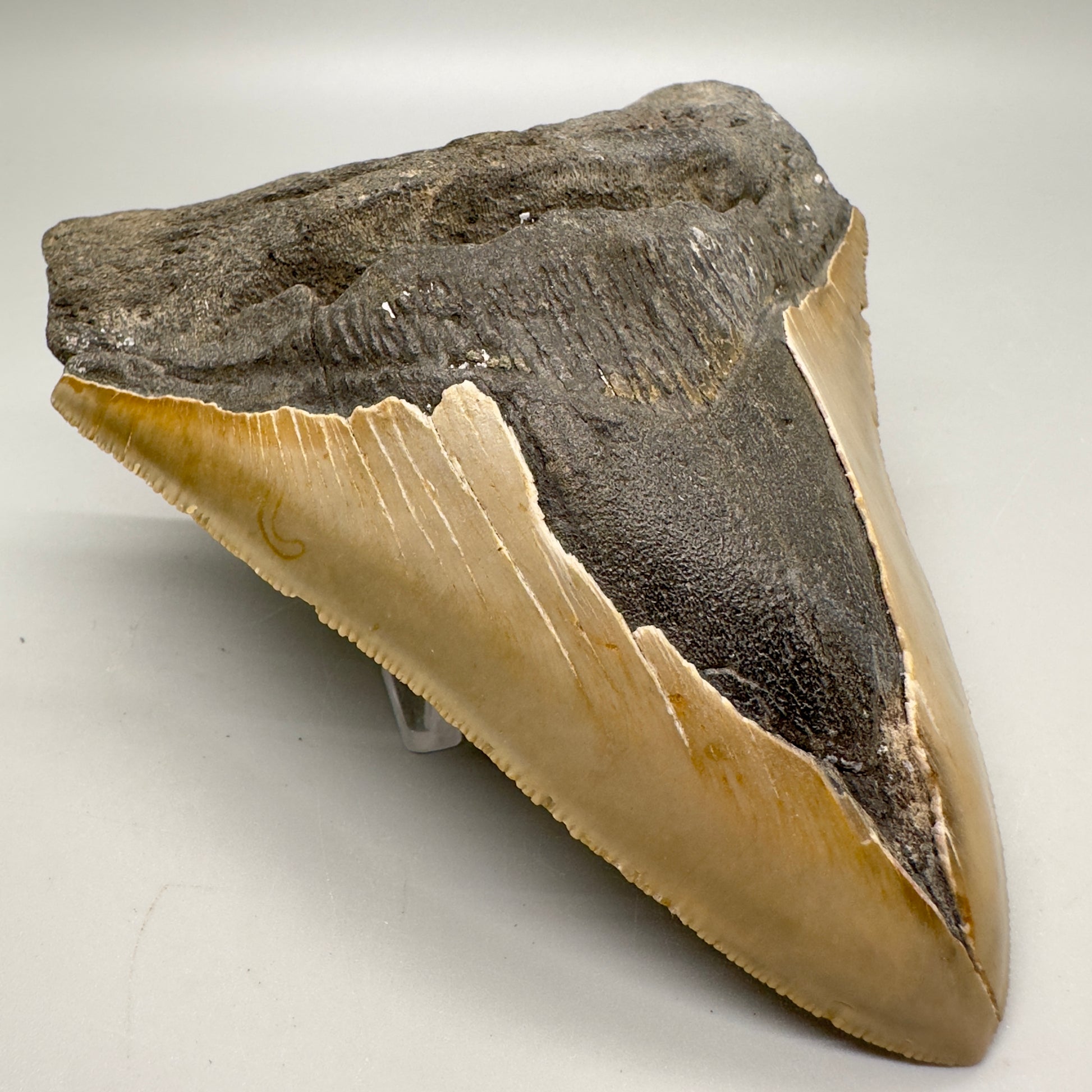 Sharply Serrated, gorgeous colors 5.03" Fossil Megalodon Tooth - North Carolina MJ122 - Front left