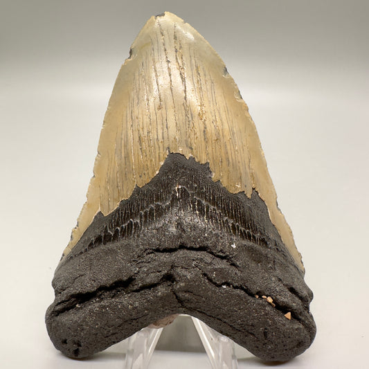 4.88" Colorful Fossil Megalodon Tooth from North Carolina MJ120 - Front