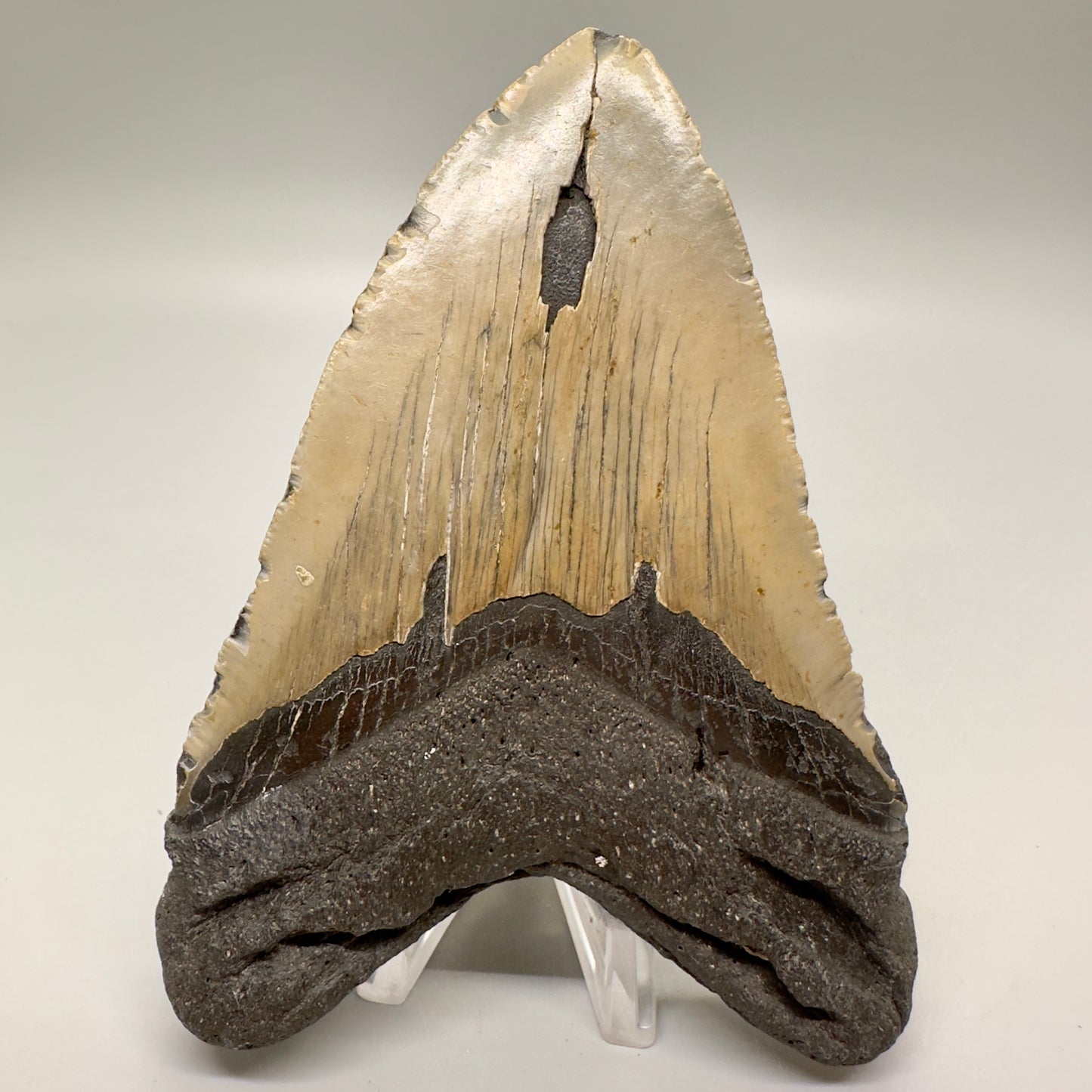 4.88" Colorful Fossil Megalodon Tooth from North Carolina MJ120 - Back